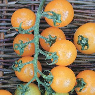 Golden Cherry Tomato Thumbnail